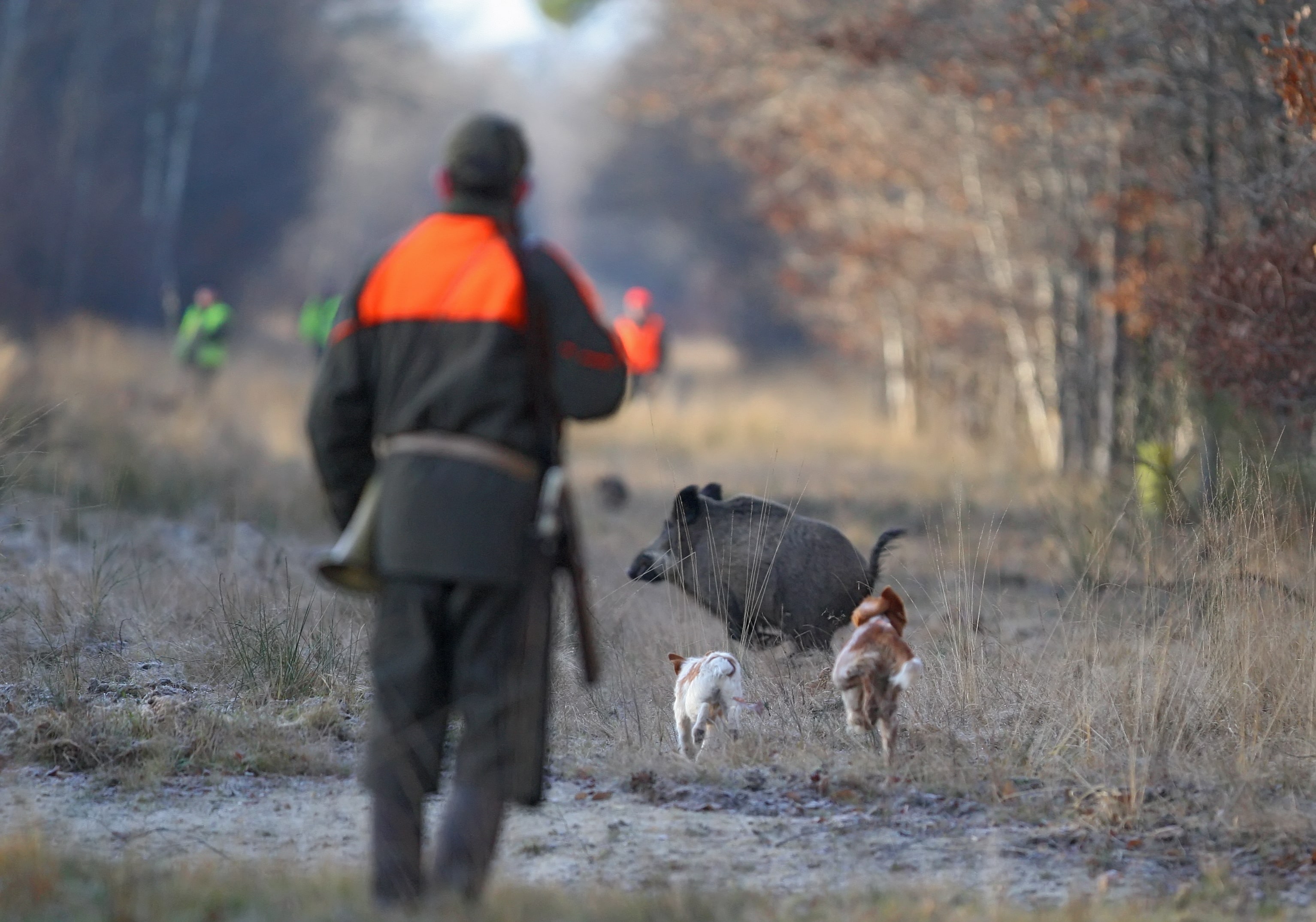 chasse plaine dgestim2016