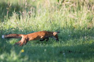 renard compressed